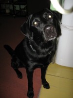 /album/ruzne/img-0417-jpg/