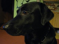 /album/ruzne/img-0420-jpg/