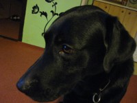 /album/ruzne/img-0421-jpg/