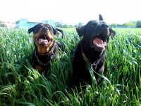 /album/ruzne/dsc02866m-jpg/